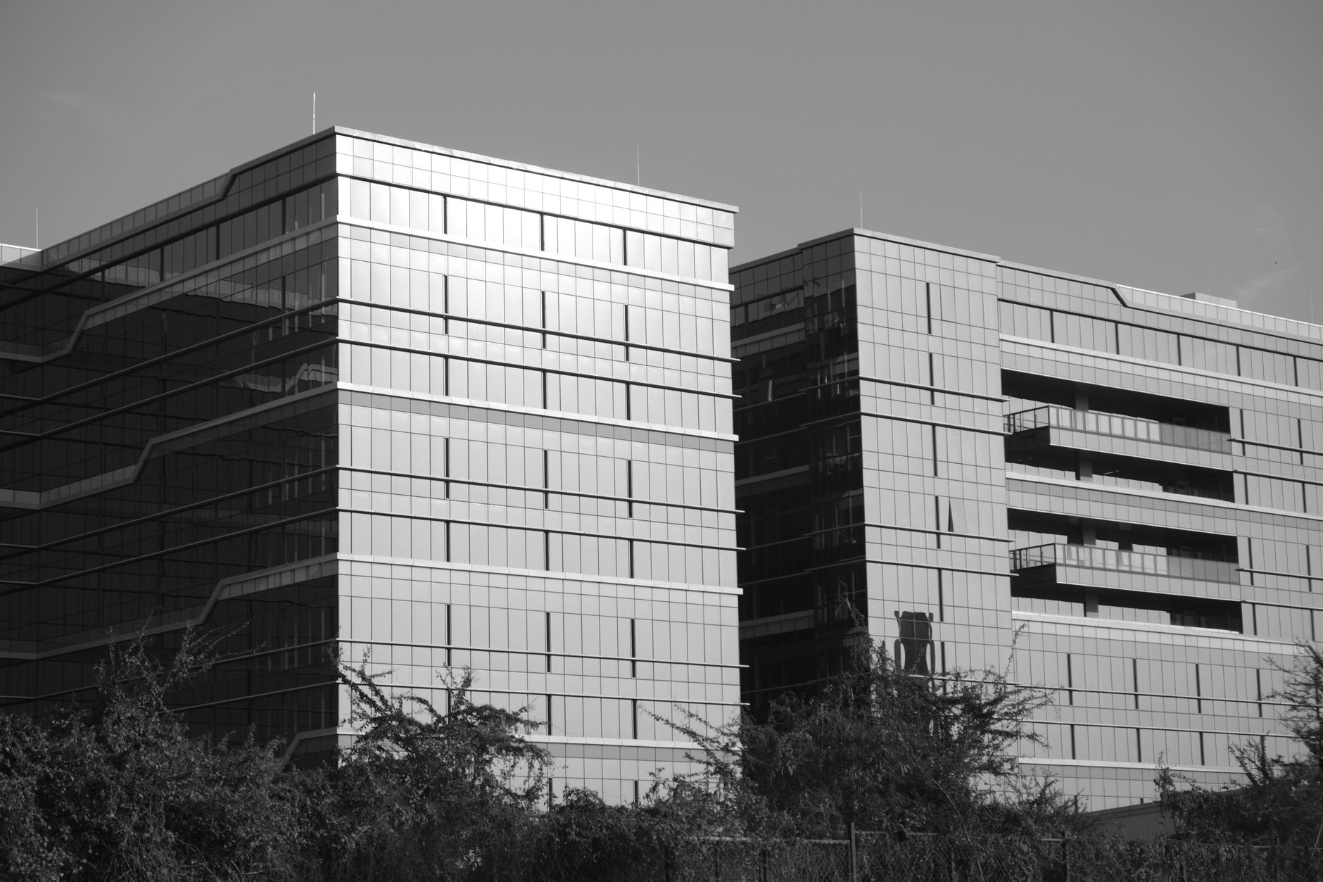 Glazed office buildings behind a line of trees.